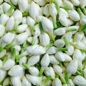 மல்லிகை மலர்