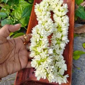 மல்லிகை மலர் MOLAM