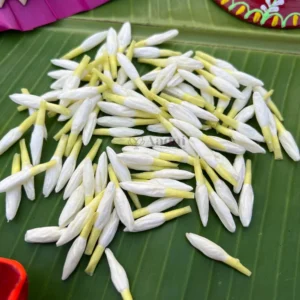 மல்லிகை மலர்