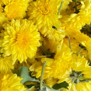 சாமந்திப் பூ
